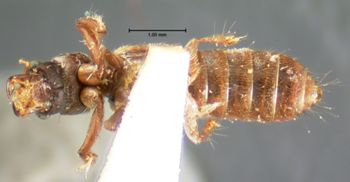 Media type: image;   Entomology 6525 Aspect: habitus ventral view